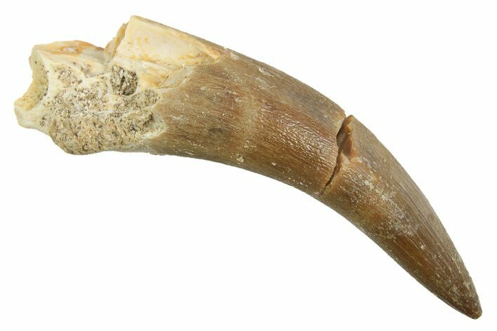 Fossil Plesiosaur (Zarafasaura) Tooth - Morocco #298310